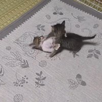 ニャンプロする2匹