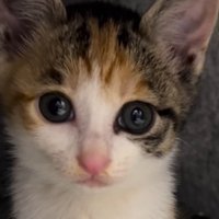 カメラを見つめる子猫の顔