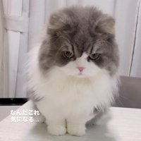 目を丸くしてケーキの容器を見つめる猫