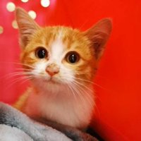 カメラ目線の子猫