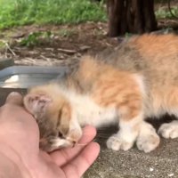 撫でてもらう子猫