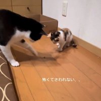 虫を見つけた2匹の猫