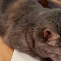 ノートの上に寝そべる猫