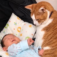 赤ちゃんを見守る猫