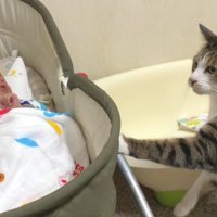ベビーベッドから離れる猫