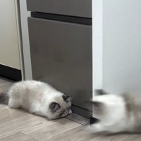 動き出す猫
