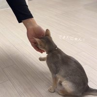 飼い主からおやつをもらう猫