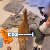 鳴く猫
