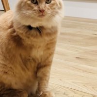 フローリングに座る茶トラ猫