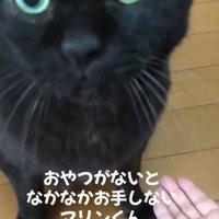 飼い主を見つめている黒猫