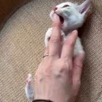 手にじゃれる子猫