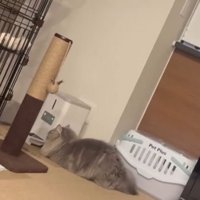 自動給餌器前の猫