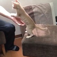 立ち上がる猫