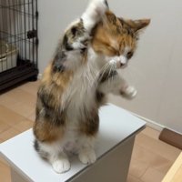 後ろ足で立って手をあげる猫