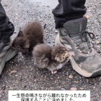 男性の靴にすがりつく子猫