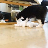 ぬいぐるみをなめてあげるチコちゃん