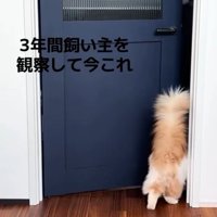 ドアをくぐって向こうの部屋へ歩いていく猫