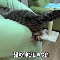 ソファでのびをする猫