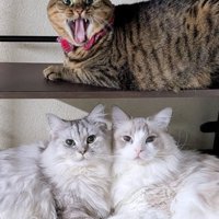 左右対称のポーズをする猫