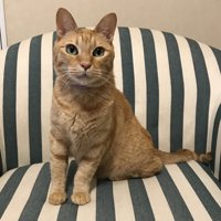 おすわりする猫