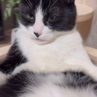 キャットタワーの上であおむけで寝ている猫