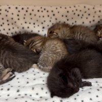 寝る猫