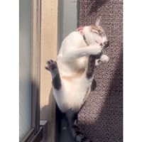 寝転がる猫