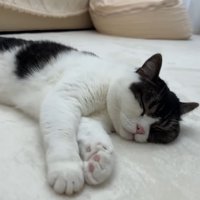 寝転がる黒白の猫