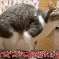 猫の喉の音を聞いて心配する投稿者