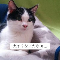 前を向いている猫