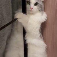 上目づかいで飼い主を見つめる猫の姿