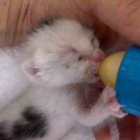 ミルクを飲む赤ちゃん猫