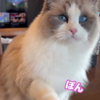お手をする猫