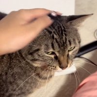 不満げな猫