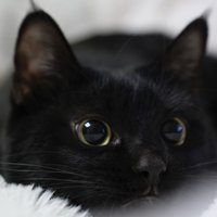 目をまん丸にして毛布に顔をうずめている黒猫