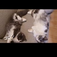 ソファに寝転がる2匹の猫