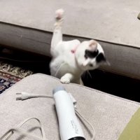 ドライヤーにパンチする三毛猫