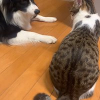向かい合う犬と猫
