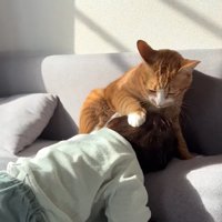 右前足を子供の後頭部に置いている猫