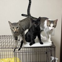 寄り集まって飼い主を見つめる3頭の猫