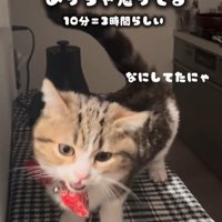 鳴く猫