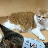キジ白猫の首元