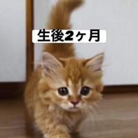 フローリングの上を歩いている子猫
