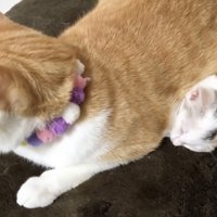先住猫の体で暖をとる子猫