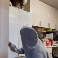 冷蔵庫の上に座っている猫とそれを見ている人