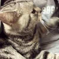 パパの胸に抱かれるアメリカンショートヘア