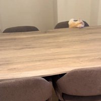 テーブルから落ちる猫