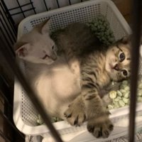 ケージの中にいる子猫