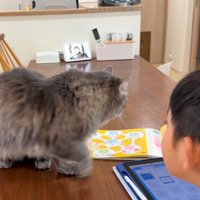 男の子とテーブルの上の猫