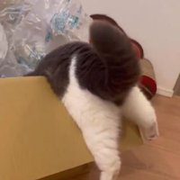 ダンボールに入ろうとしている猫